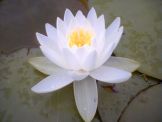 white-lotus-flowers-12.jpg